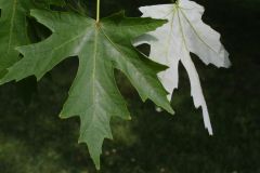 Acer saccharinum 
-Underside of leaf is silvery-white