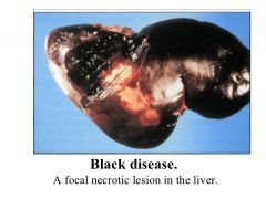 hx and knowledge of migrating liver fluke larvae.


PM- engorged subcut vessels= black appearance to carcase. (caused by haemolysis).
dark liver with distinct paler necrotic areas
ecchymotic haemorrhages
fluorescent antibody test on fresh air drie...