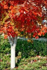 Acer rubrum hybrid
-Maple leaf
-Very smooth bark