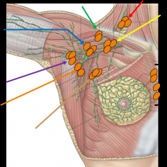Which Lymph Nodes Does this Represent?
