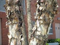 Betula nigra
-Peeling bark pattern -- huge strips of bark peel off
-Multiple leaf chunks