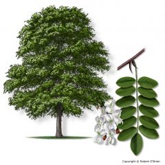 Robinia pseudoacacia 
-Compound leaf
-Rounded compound leafletsd
