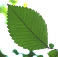 Ulmus spp
-Non-symmetrical leaf