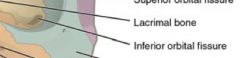 outer lower fissure in sphenoid bone