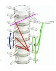 Rugspieren (ramidorsales) 
 De indeling van derugspieren is naar vezelverloop: 
 §  Spinaal systeem (blauw) 
 §  Transversospinaal systeem (rood) 
 §  Lateraal systeem (groen) 
 -       Tranversaal-       Intertransversaal 
§  Spinotransversaa...
