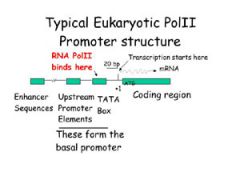 LOCATED WITHIN PROMOTER, UPSTREAM OF TRANSCRIPTION SITE


 


(at about -25)