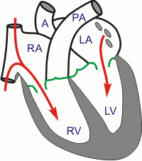 What happens during Ventricular Filling?