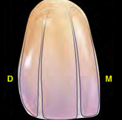 developmental lobes (they create the final overall shape of the tooth)