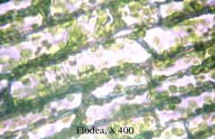 In what type of concentrated solution are these elodea cells?