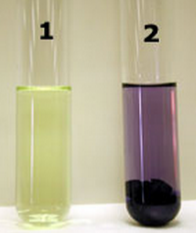 Tests for the presence of free amino acids by reacting with their amino groups.
A positive test is either a purple/violet color OR a yellow color.