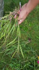 Witchgrass


Rolled
Broomstick seedhead
Stiff 90° hairs