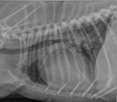 fluid displaced into the lung interstitium and alveolar spaces from left congestive heart failure
typically see radiographic left heart enlargement and pulmonary venous congestion
dogs: perihilar and caudodorsal lung regions
interstitial to alv...
