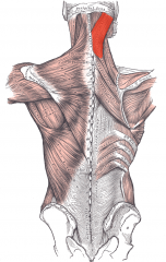 deep to trapezius, bends and rotates head