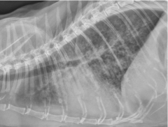 commonly not appearing to predominate perihilar region, seen throughout thorax
often broncho-interstitial distribution
often accompanied by pleural and pericardial effusion

uncommonly localized to perihilar region