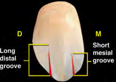 The distal groove is longest on the cuspids, extends through the middle third of the tooth 
