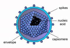 - genome is made up of nucleic acids
- capsomere is an individual capsid