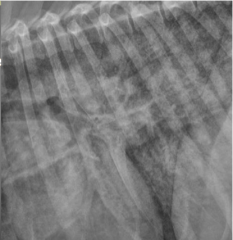 wide variety of radiographic appearances
-mild to severe unstructured interstitial pattern
-alveolar pattern or bronchial pattern
-nodules, masses
+/- pleural effusion or lymphadenomegaly

severe interstitial pattern