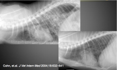 middle age to older cats
can be concurrent with neoplasia
has poor to grave prognosis
wide variety of radiographic appearances: mild to severe interstitial pattern, alveolar or bronchial, nodules, masses
(don't biopsy cat lung)