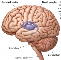 By controlling & coordinating movements


Somatosensory and visual systems


Basal ganglia, cerebral cortex, cerebellum