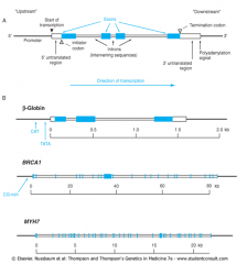 Typical human gene has Exons, Introns, and a Promoter