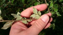 Rosaceae Cotoneaster dielsianus