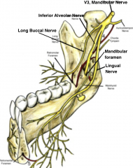 IAN: 1/2 of mandible except for buccal soft tissue adjacent to mandibular molars
lingual nerve: anterior 2/3 of tongue
long buccal nerve: buccal soft tissue adjacent to mandibular molars