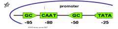 -        Binds transcription factors to regulate amount of transcription


-        Located in Promoter at ~ -80


 


 


 