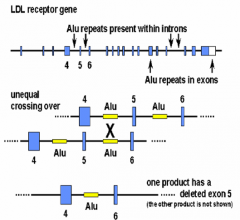*Unequal Crossing Over with ALU repeats*


 


-Result: 1 pdt with a deleted exon & other product has an extra exon 


 


- Affects the LDL (Low-Density Lipoprotein) Receptor gene, which leads to FH


 
