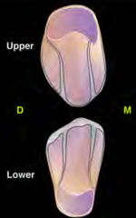 Central lobe; smaller distal lobe separated from bulge by a slight depression 