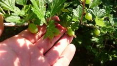 Rosaceae Ribes uva-crispa