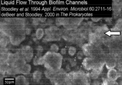 Many biofilm structures contain water channels that permit convective flow of liquids through the biofilms

This shows there is an active exchange of nutrients from external environment 