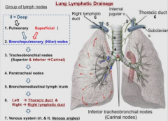 1. pulmonary nodes
2. hilar/bronchopulmonary* (superficial plexus starts)
3. tracheobronchal (superior* & inferior-carinal)
4. parabronchal (on the side)
5. bronchomediastinal lymph trunk
6. L and R thoracic duct
7. venous angle of subclavian vei...