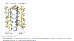 (det gula i bilden) 
svar : Det är en kedja av sammanlänkande sympatiska ganglier som löper längs med columna vertebralis. går från C1 och avslutar i svanskotan.