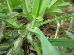Quackgrass

Clasping auricles!
can be hairy
sharp rhizomes