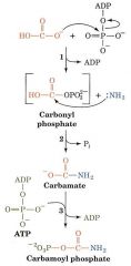 Carbamoyl Phosphate Synthetase II
