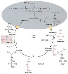 What enzyme catalyzes each step?
