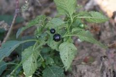 "berries"
holes in leaves
possible black tint