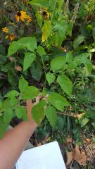 Eastern Black Nightshade

berries can be green or black
possible white flower with yellow middle