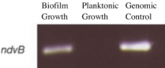 No, only in biofilm growth
