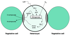 heterocysts

given nutrients by neighbouring cells

oxygen free environment maintained