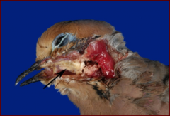 pathology
- caseous necrotic masses in upper digestive tract
- acute lesions in mouth, pharynx, esophagus, and crop
- oral and liver lesions in raptors
- lesions and clinical signs mainly caused by immune response
 
clinical signs
- depression
- e...