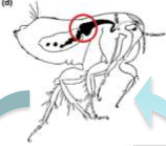 In the flea's proventriculus, the valve-like organ between the esophagus and midgut