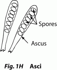 Saclike structure in which ascospores are formed through sexual reproduction of ascomycetes