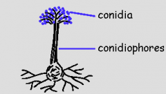 
An asexual spore formed by abstriction at the top of a hyphal branch