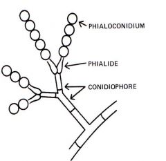 
A conidium produced by a phialide