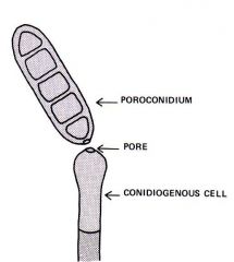 
A conidium produced through the microscopic pore of the conidiophore