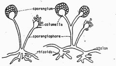 
Small branching hyphae that grow downwards from the stolons that anchor the fungus