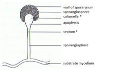
A specialized hypha bearing sporangia