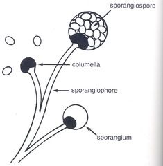 
A spore that develops in a sporangium