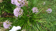 puffy flowery seedheads
purple or white